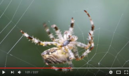 蜘蛛织网视频,自然界的精密工程展示